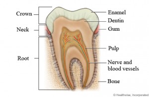 tooth_anatomy